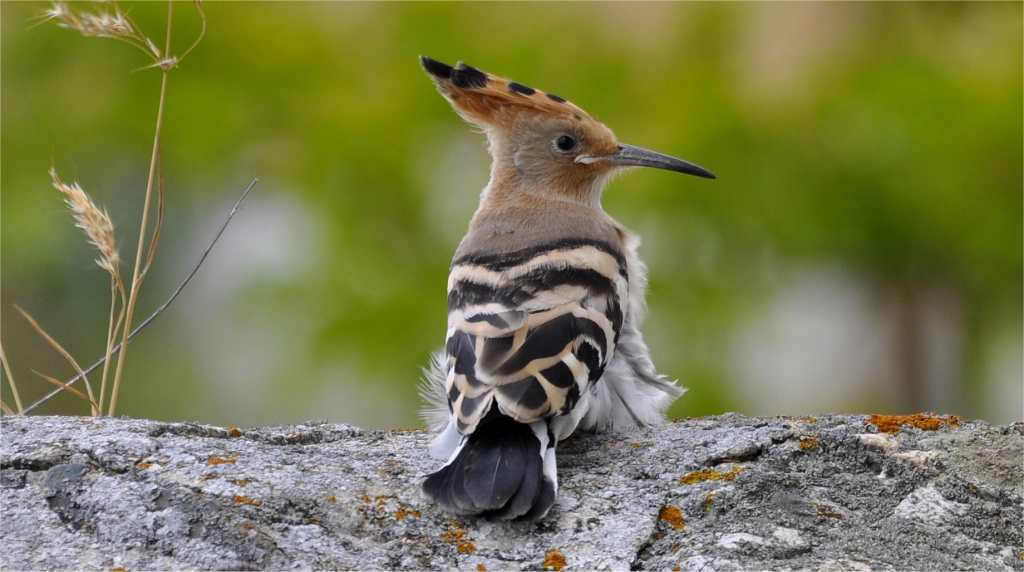 limousin nature