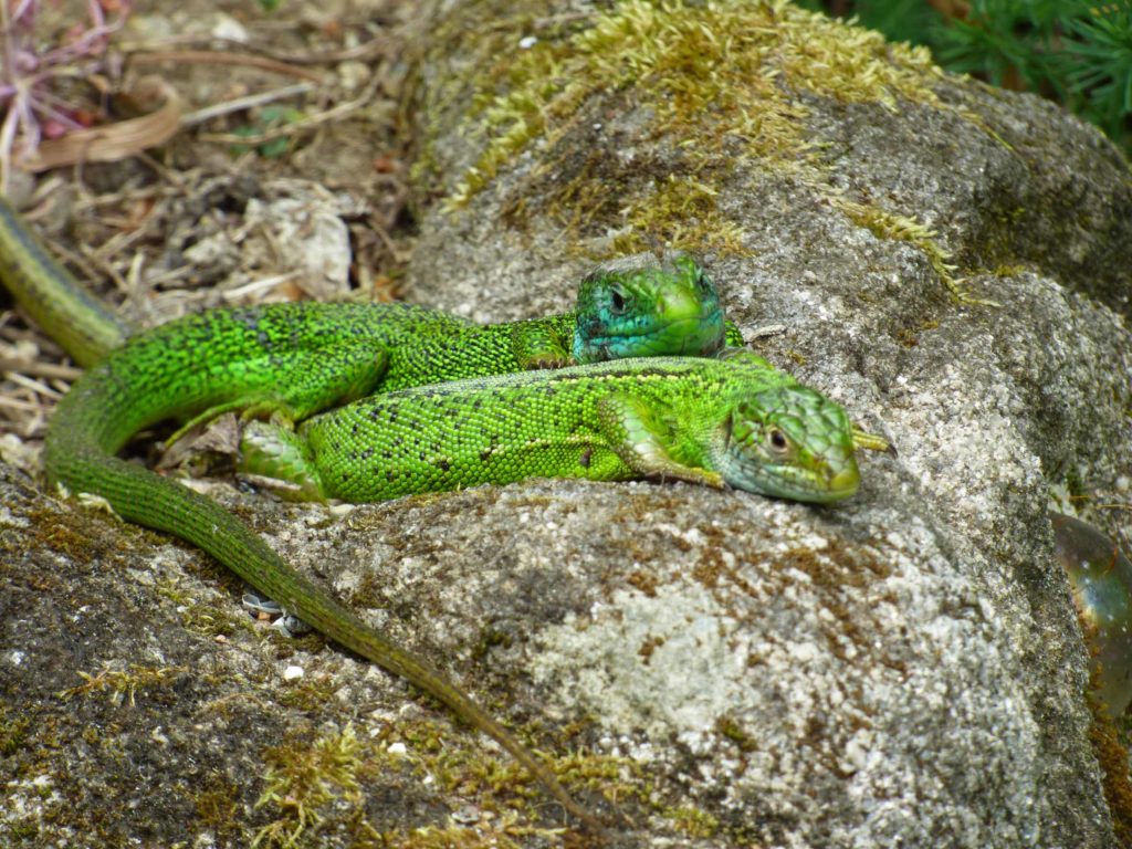 limousin nature